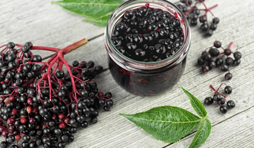 "A close-up image of plain elderberries scattered on a surface alongside a container filled with elderberries."